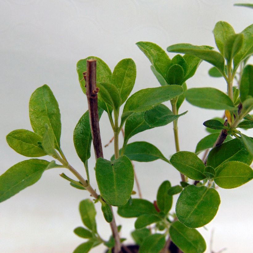 Sauge - Salvia jamensis Sierra San Antonio (Feuillage)