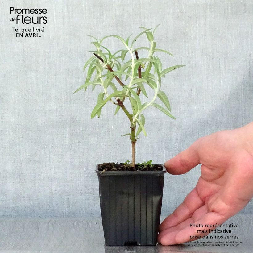 Spécimen de Sauge - Salvia leucantha Godet de 8 cm tel que livré au printemps