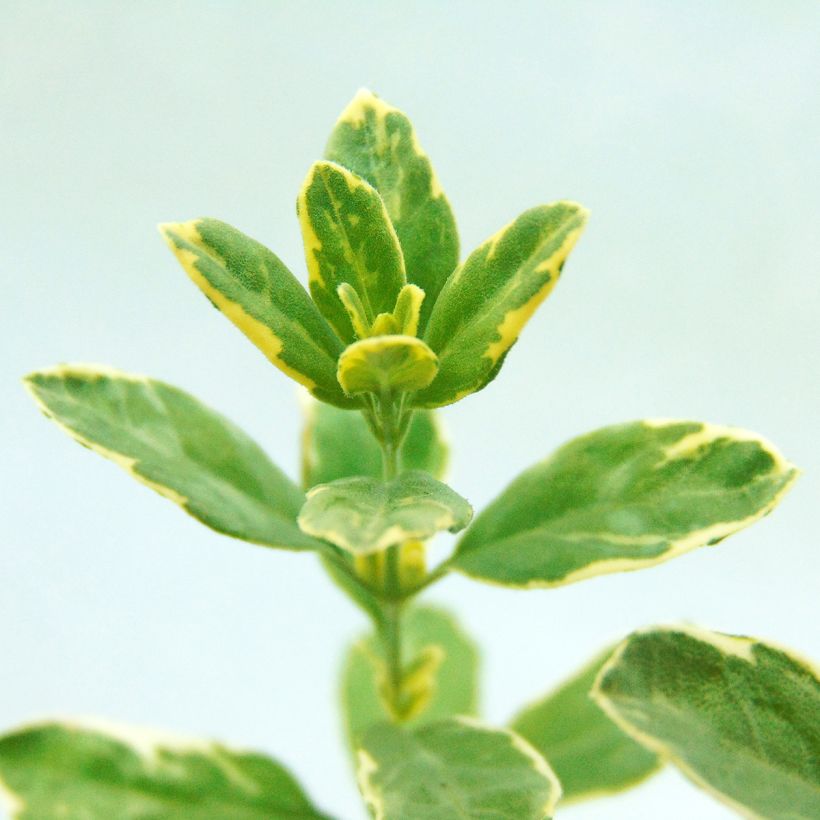 Sauge, Salvia microphylla Caramba (Feuillage)