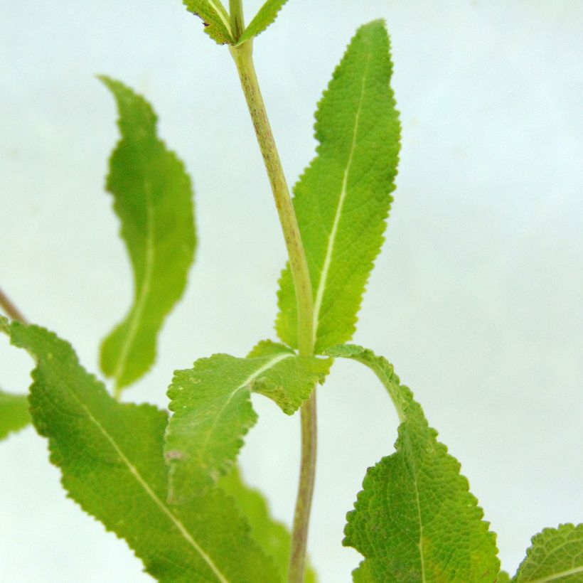 Sauge - Salvia nemorosa Amethyst (Feuillage)