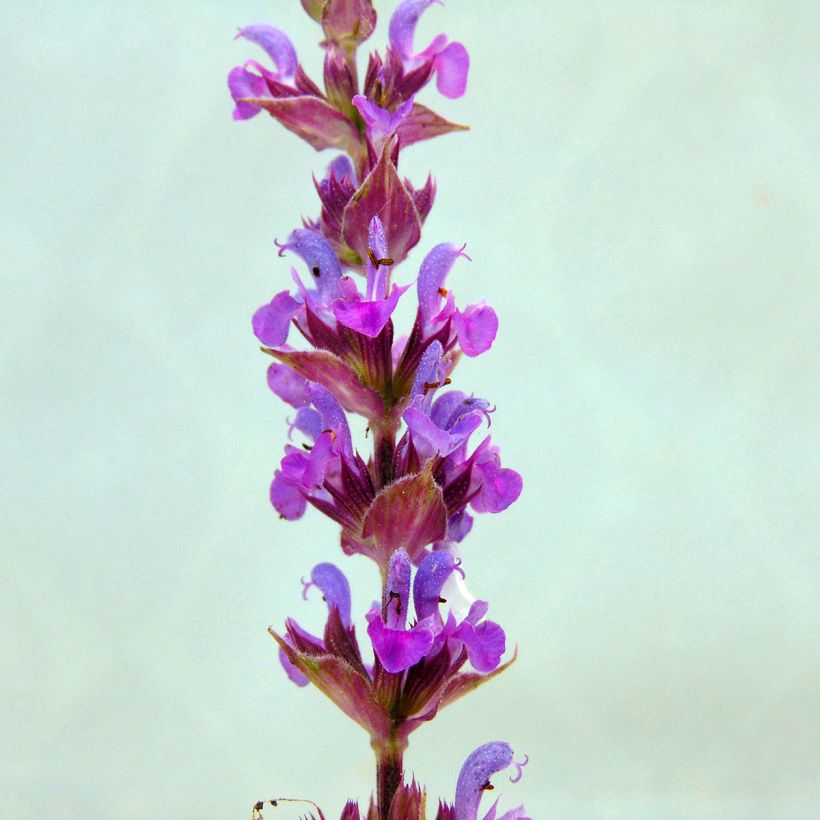 Sauge - Salvia nemorosa Amethyst (Floraison)