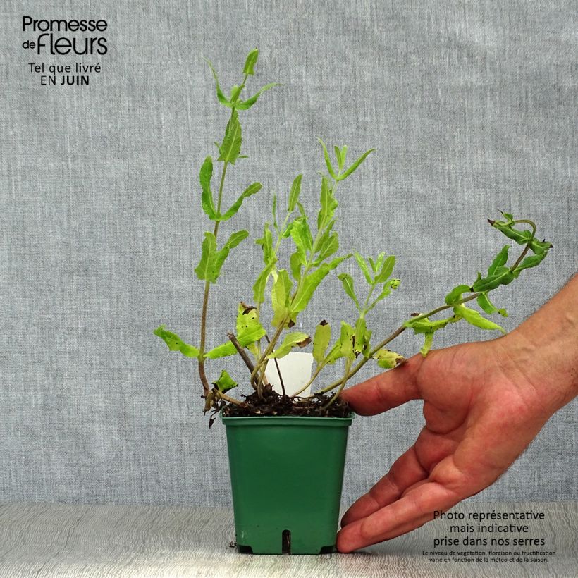Spécimen de Sauge - Salvia nemorosa Amethyst Godet de 8/9 cm tel que livré en été