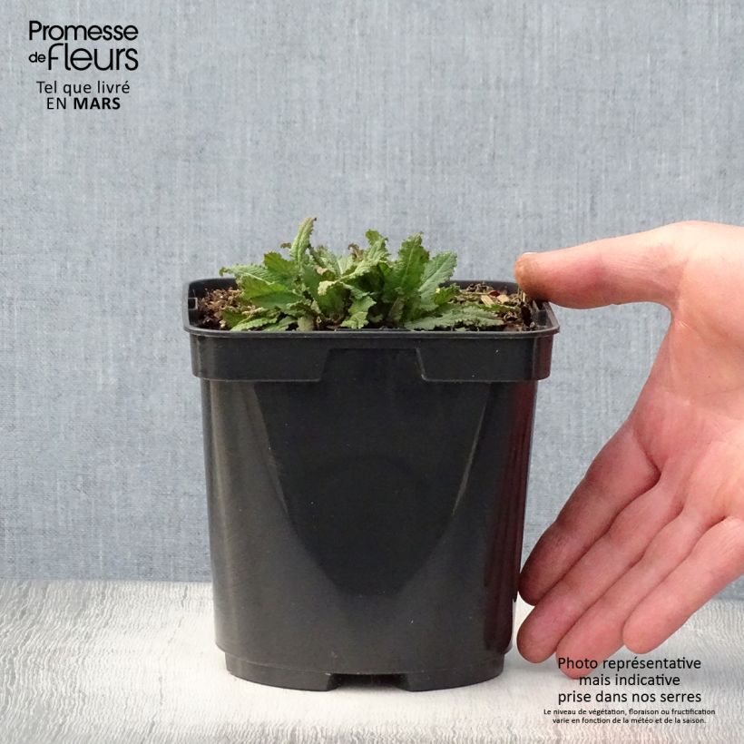Spécimen de Salvia nemorosa Blauhügel Pot de 2L/3L tel que livré au printemps