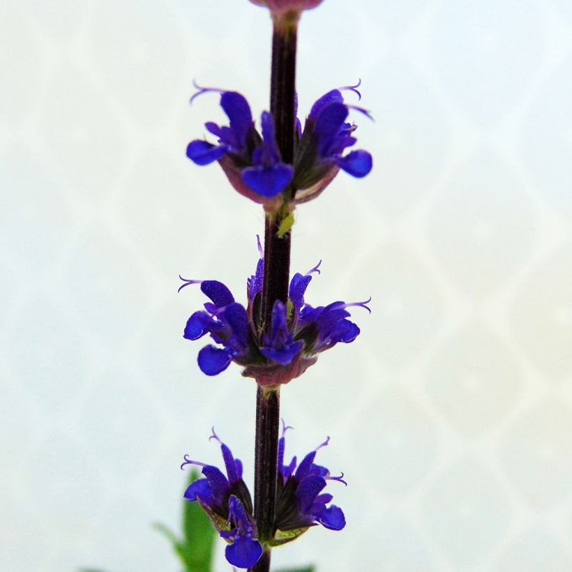 Sauge - Salvia nemorosa Caradonna (Floraison)
