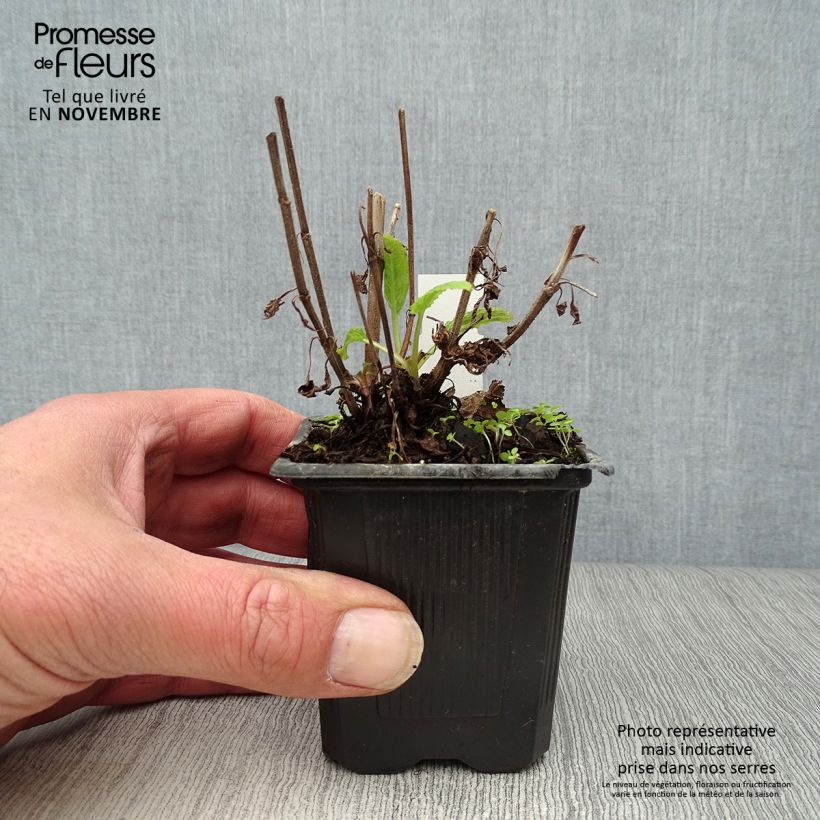 Spécimen de Sauge - Salvia nemorosa Caradonna tel que livré en automne