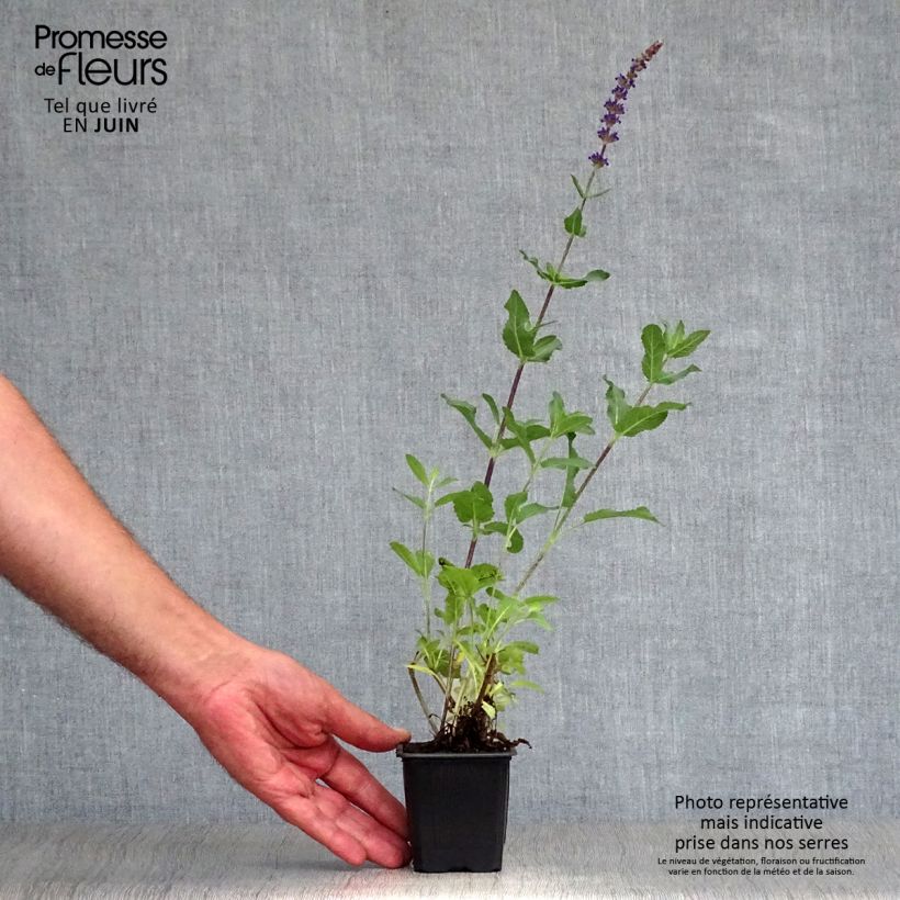 Spécimen de Sauge - Salvia nemorosa Caradonna Godet de 8/9 cm tel que livré en été