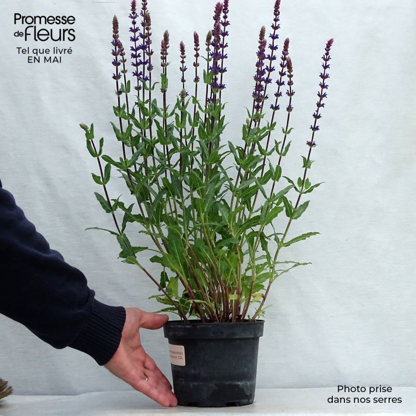 Spécimen de Sauge - Salvia nemorosa Caradonna en pot de 1.5/2 litres tel que livré au printemps