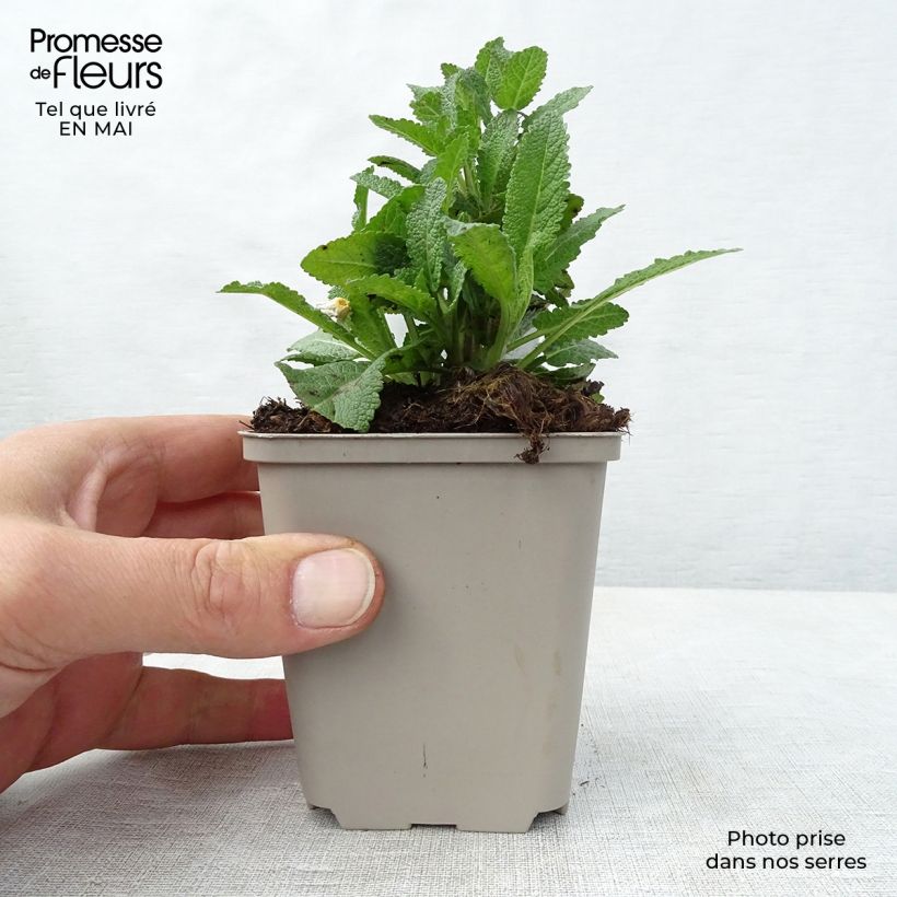 Spécimen de Sauge - Salvia nemorosa Caradonna en godet de 8/9 cm tel que livré au printemps