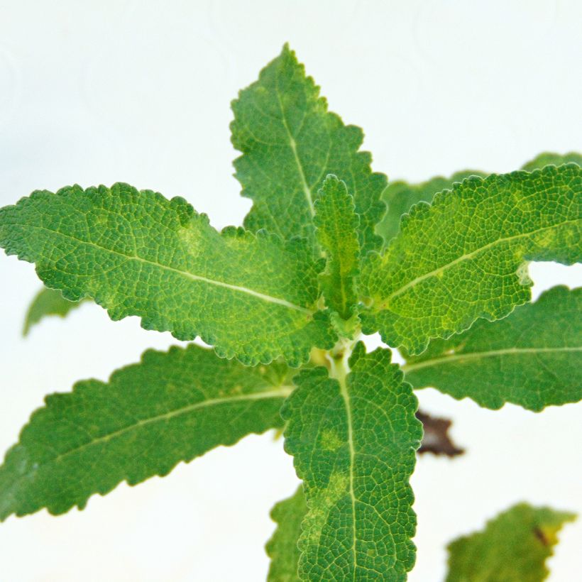 Sauge - Salvia nemorosa Schwellenburg (Feuillage)