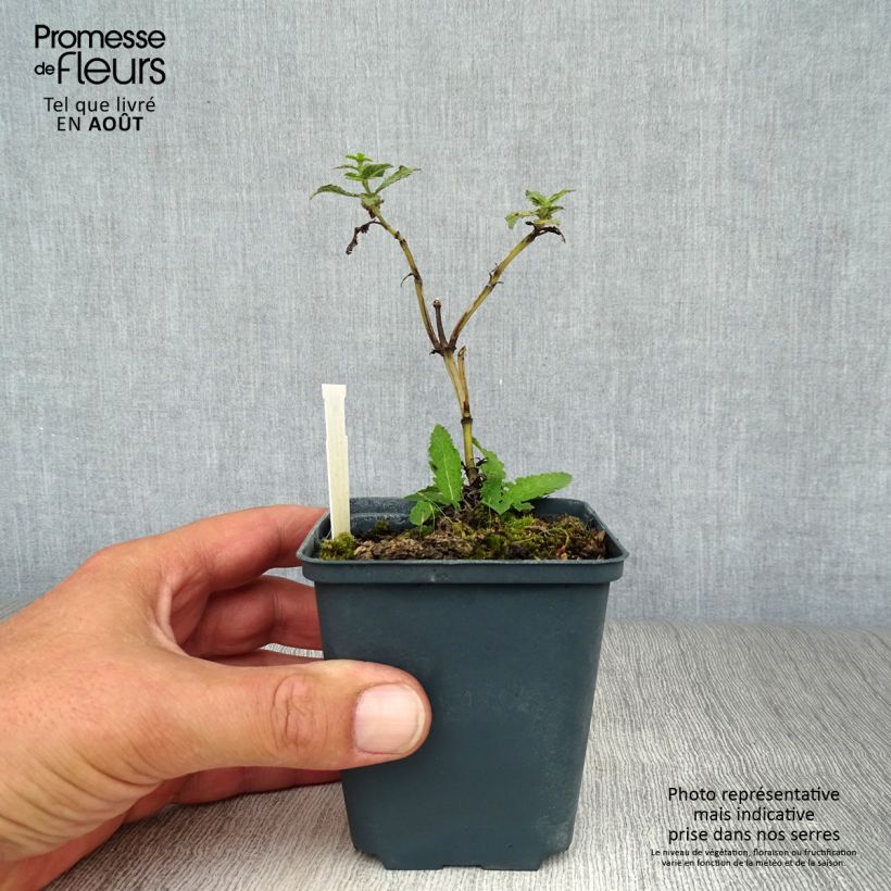 Spécimen de Sauge - Salvia nemorosa Schwellenburg Godet de 8/9 cm tel que livré en été