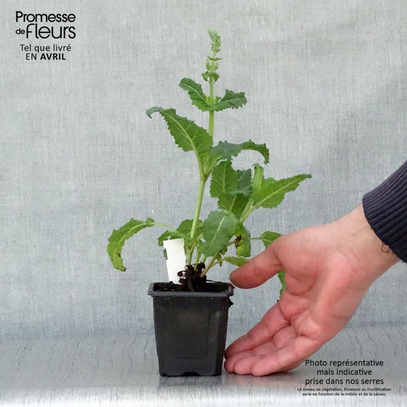 Spécimen de Sauge - Salvia sylvestris Rhapsody in Blue Godet de 9cm tel que livré au printemps