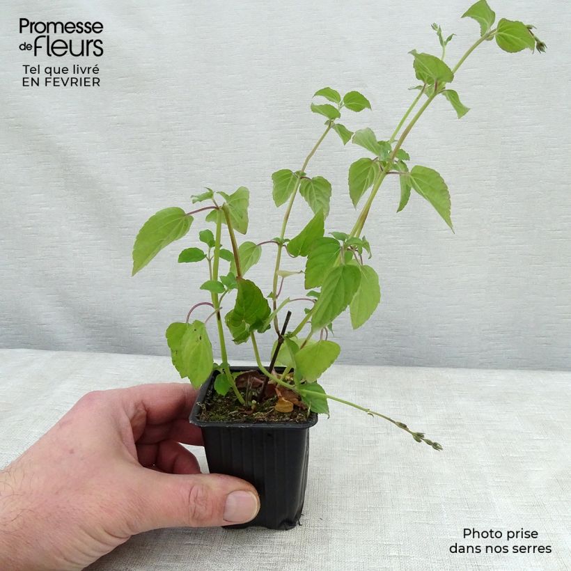 Spécimen de Sauge Tangerine goût d'orange - Salvia elegans tel que livré en hiver