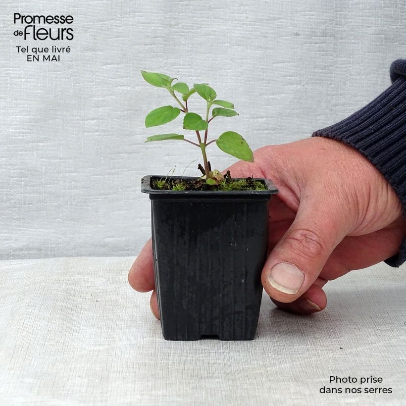 Spécimen de Sauge Tangerine goût d'orange - Salvia elegans - godet 7/8cm tel que livré au printemps