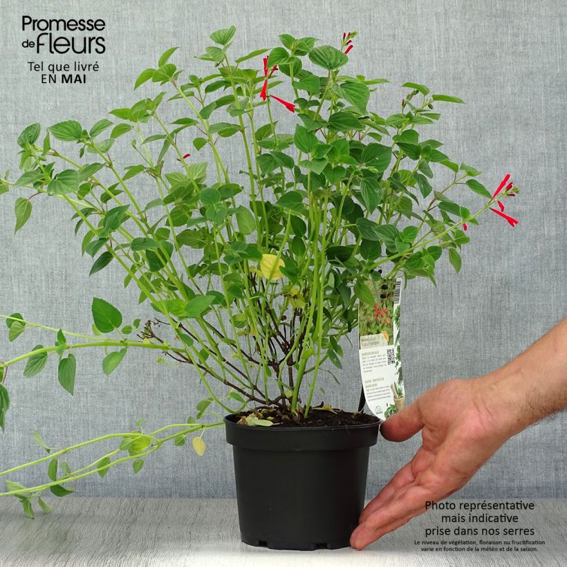 Spécimen de Sauge Tangerine goût d'orange - Salvia elegans Pot de 1.5L/2L tel que livré au printemps