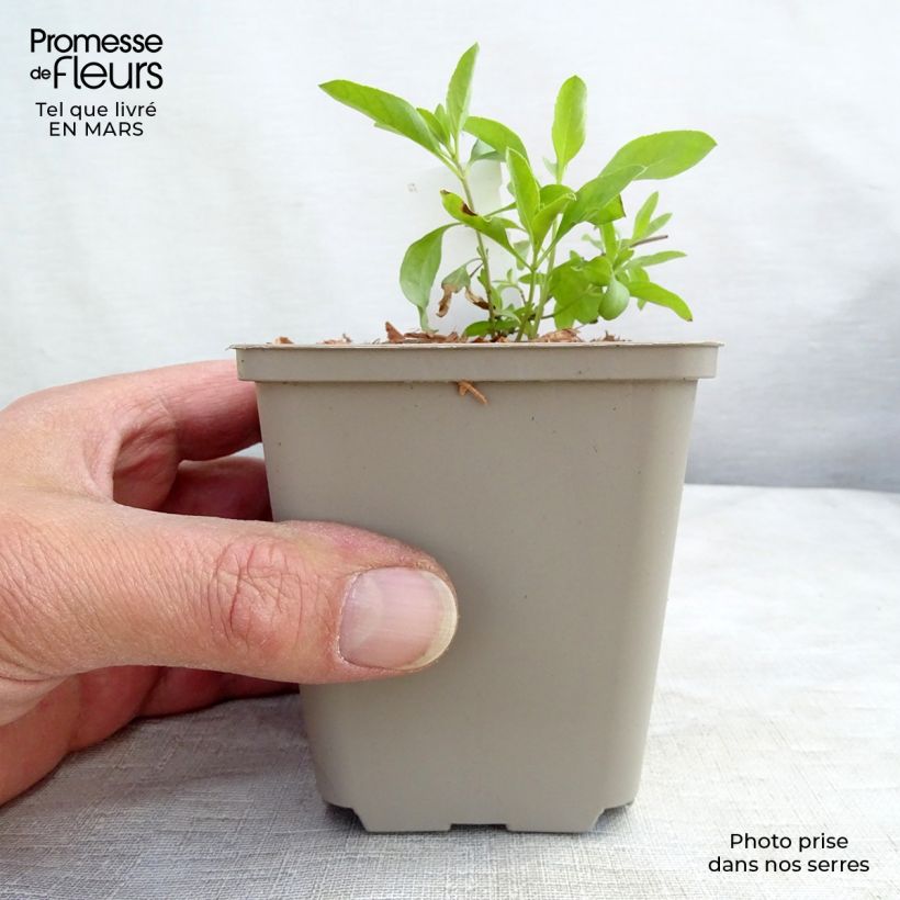 Spécimen de Sauge arbustive Amethyst Lips - Salvia greggii Godet de 9cm tel que livré au printemps