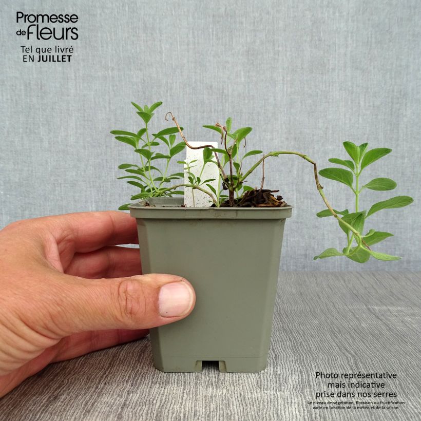Spécimen de Sauge arbustive Blue Note - Salvia microphylla Godet de 8/9 cm tel que livré en été