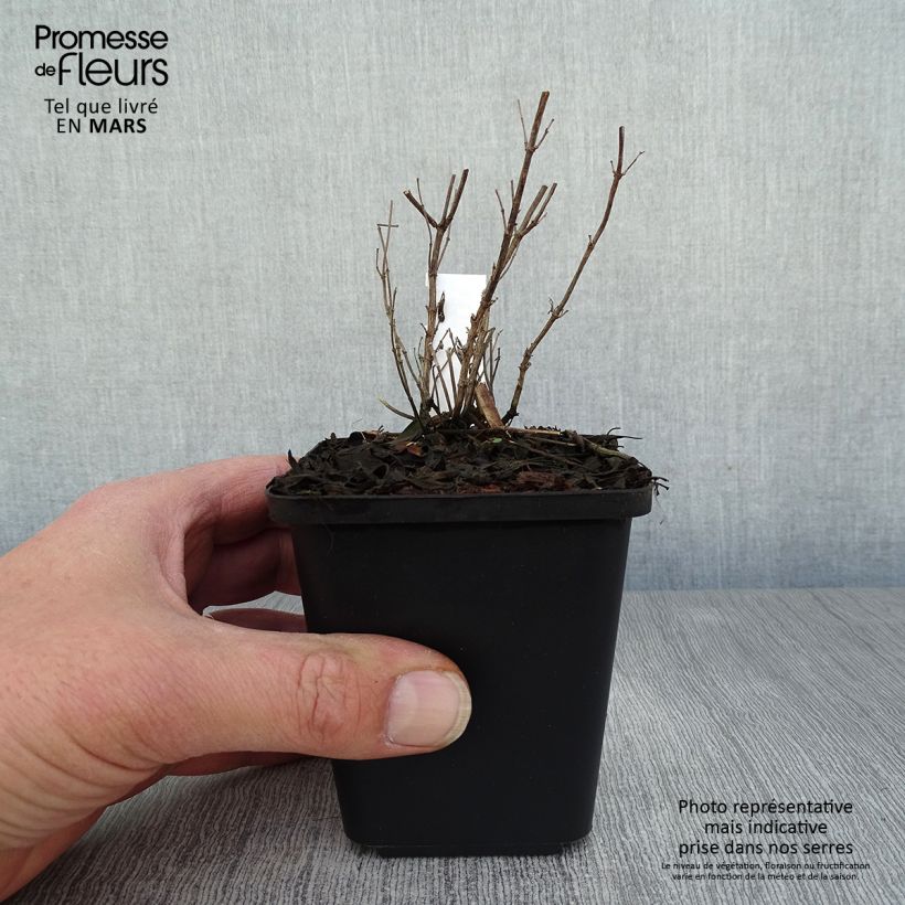 Spécimen de Sauge arbustive Blue Note - Salvia microphylla en godet de 9cm tel que livré au printemps