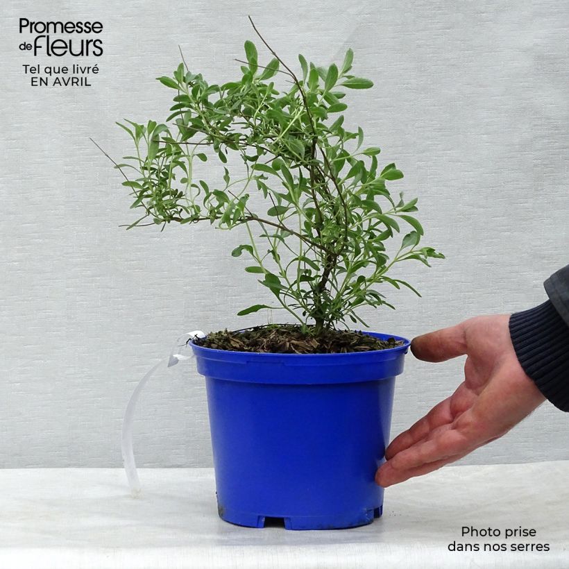 Spécimen de Sauge arbustive Blue Note - Salvia microphylla en pot de 2L/3L tel que livré au printemps