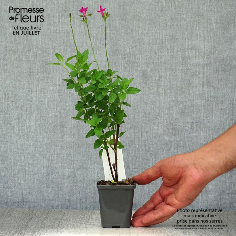 Spécimen de Sauge arbustive Cerro Potosi - Salvia microphylla Godet de 7/8 cm tel que livré en été