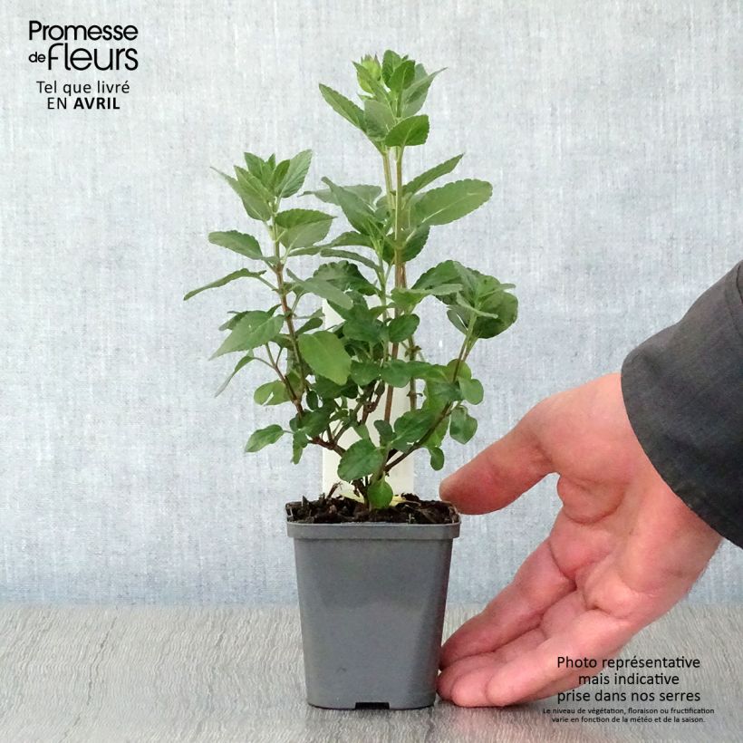 Spécimen de Sauge arbustive Cerro Potosi - Salvia microphylla en godet de 9 cm tel que livré au printemps