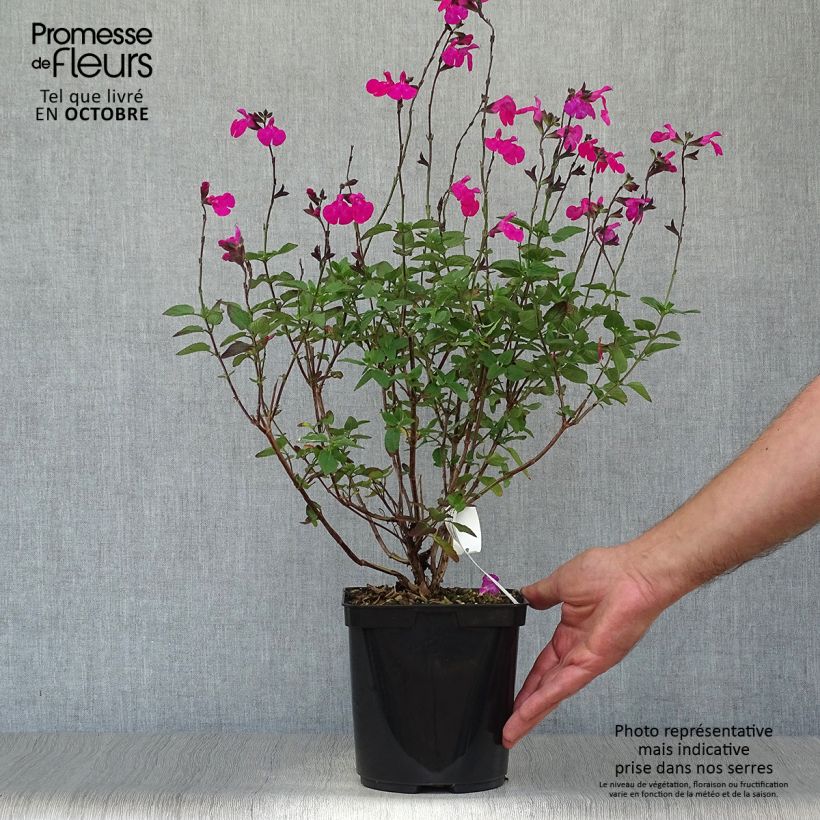 Spécimen de Sauge arbustive Cerro Potosi - Salvia microphylla Pot de 2L/3L tel que livré en automne