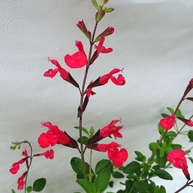 Sauge arbustive Flammenn ® - Salvia jamensis (Floraison)
