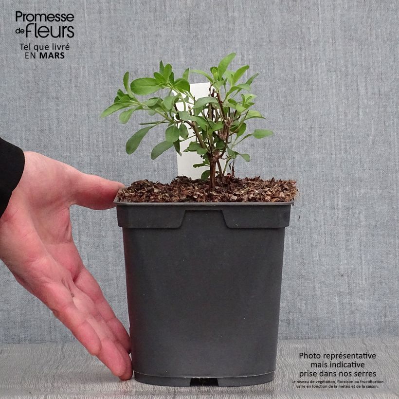 Spécimen de Sauge arbustive Flammenn ® - Salvia jamensis Pot de 2L/3LHauteur livrée env. 10/20cm tel que livré au printemps