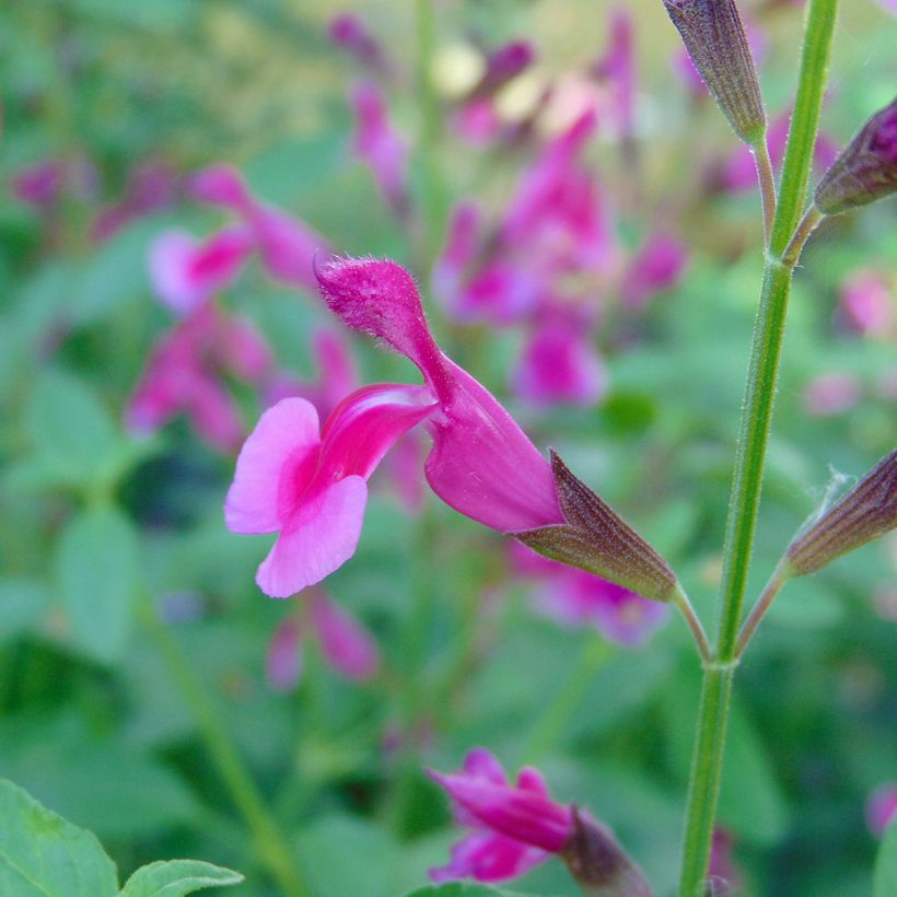 Sauge arbustive Icing Sugar - Salvia greggii  (Floraison)