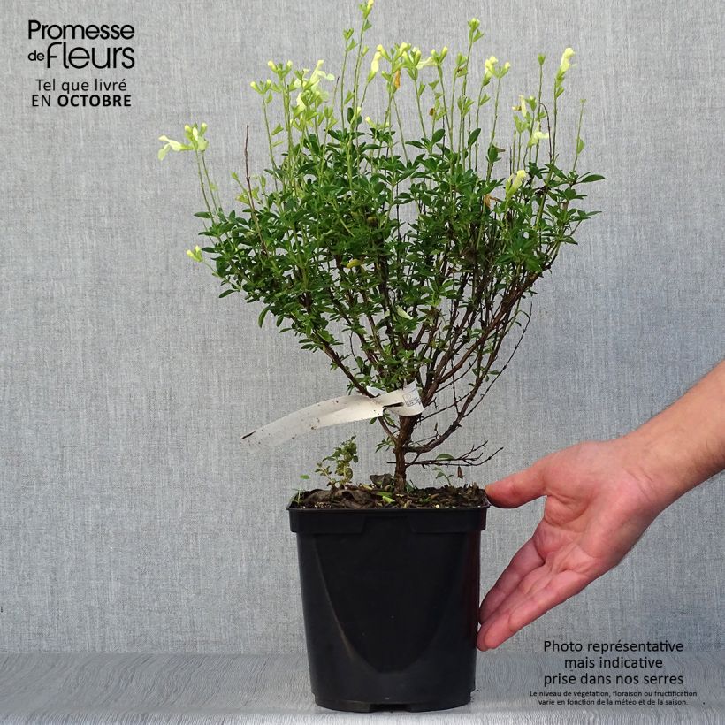 Spécimen de Sauge arbustive Lemon Light  Pot de 2L/3L tel que livré en automne