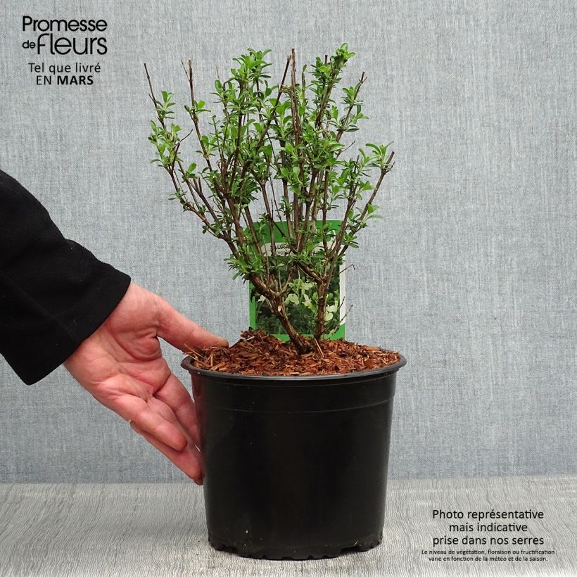 Spécimen de Sauge arbustive Lemon Light  Pot de 2L/3L tel que livré au printemps