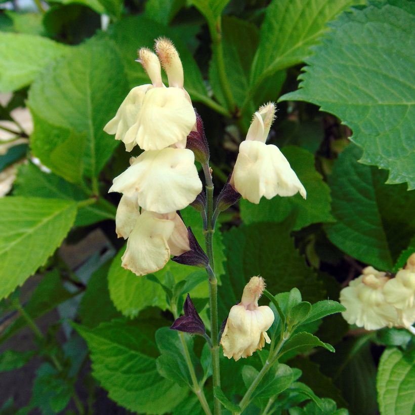 Sauge arbustive Melen - Salvia jamensis (Floraison)