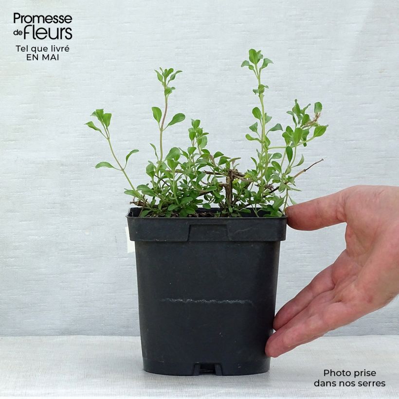 Spécimen de Sauge arbustive Melen - Salvia jamensis Pot de 2L/3L tel que livré au printemps