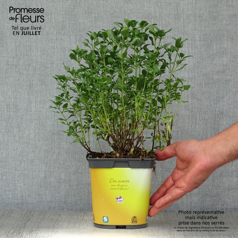 Spécimen de Sauge arbustive Melen - Salvia jamensis Pot de 2L/3L tel que livré en été