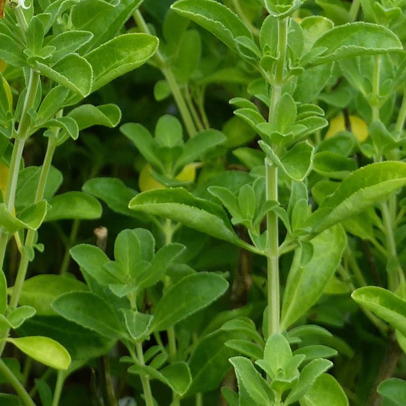 Sauge arbustive Nachtvlinder - Salvia microphylla (Feuillage)