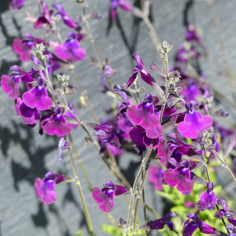 Sauge arbustive Nachtvlinder - Salvia microphylla (Floraison)