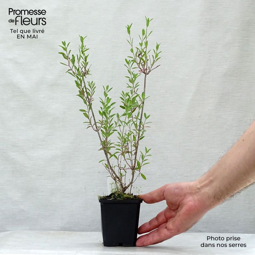 Spécimen de Sauge arbustive Nachtvlinder - Salvia microphylla Godet de 9cm tel que livré au printemps