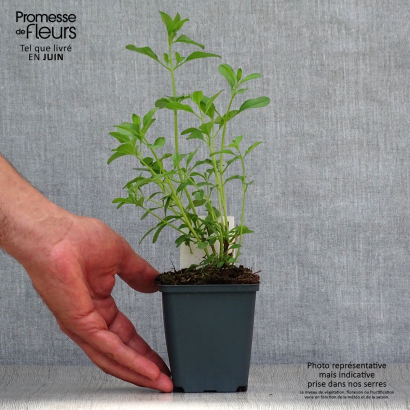Spécimen de Sauge arbustive Nachtvlinder - Salvia microphylla Godet de 8/9 cm tel que livré en été