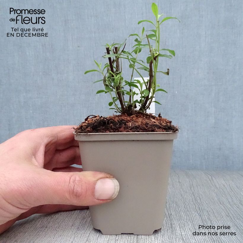 Spécimen de Sauge arbustive Nachtvlinder - Salvia microphylla tel que livré en hiver
