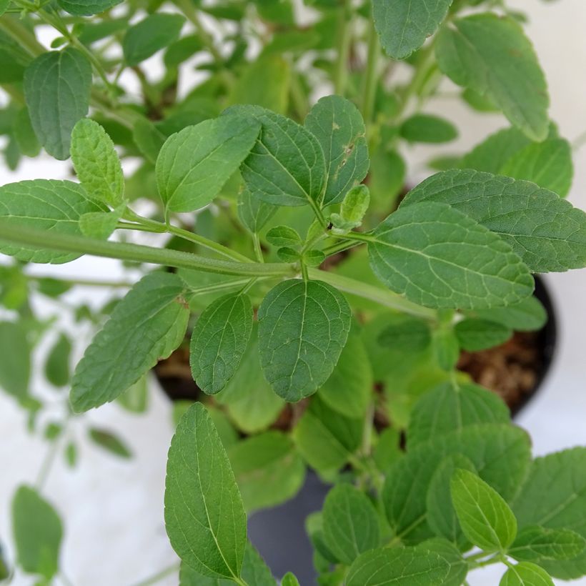 Sauge arbustive Pink Lips (Jeremy) - Salvia microphylla (Feuillage)