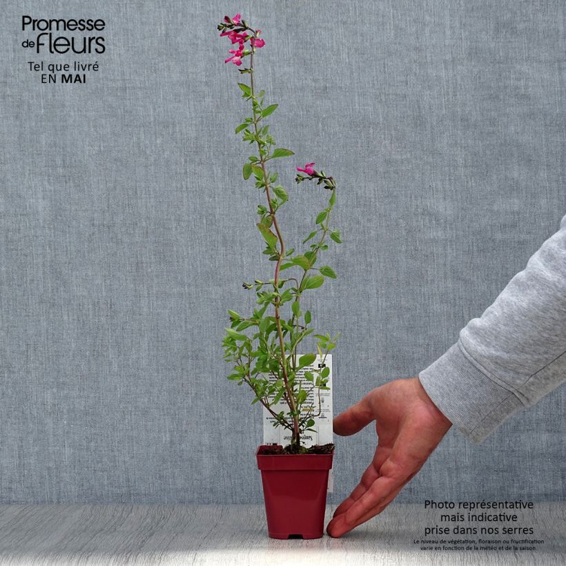 Spécimen de Sauge arbustive Pink Lips (Jeremy) - Salvia microphylla Godet de 8/9 cmHauteur livrée env. 10/15cm tel que livré au printemps