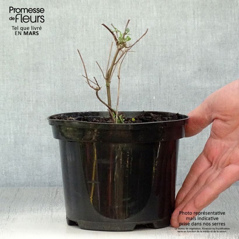 Spécimen de Sauge arbustive Pink Lips (Jeremy) - Salvia microphylla Pot de 2L/3L tel que livré au printemps
