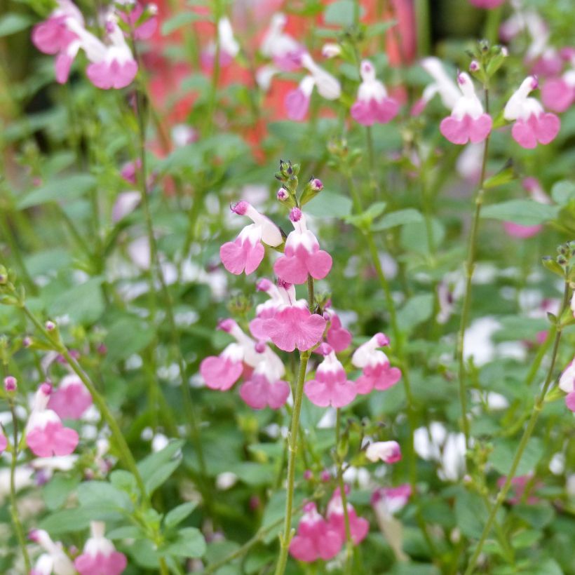 Sauge arbustive Pink Lips (Jeremy) - Salvia microphylla (Floraison)