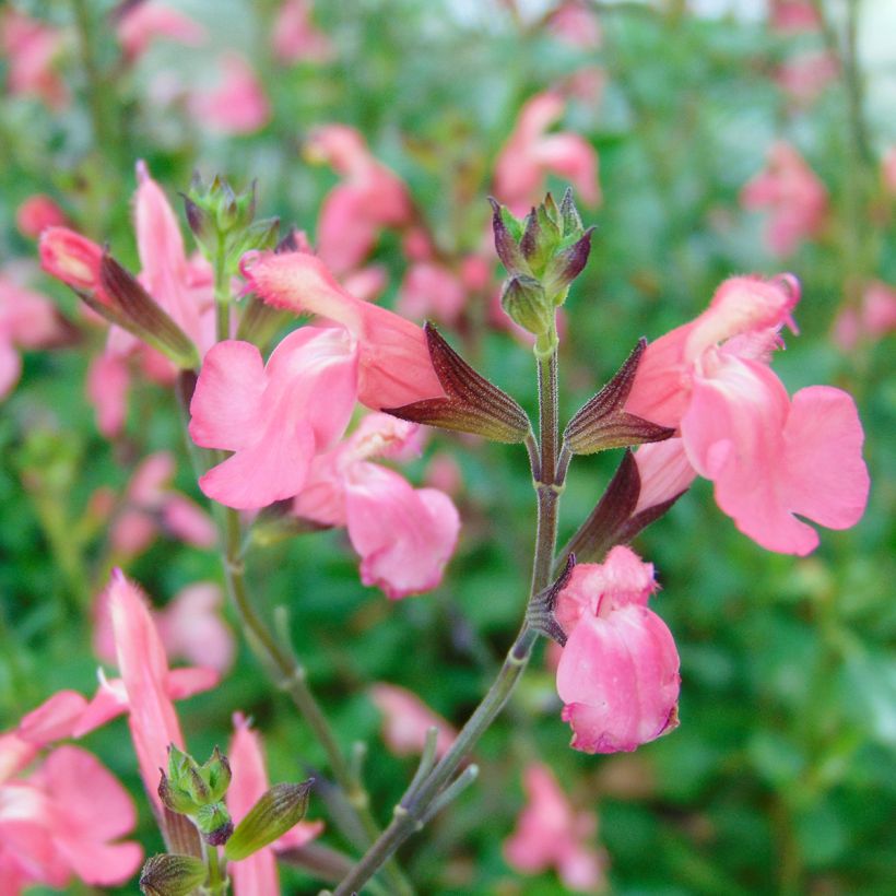 Sauge arbustive Pluenn - Salvia jamensis (Floraison)