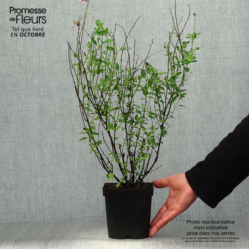 Spécimen de Sauge arbustive Pluenn - Salvia jamensis Pot de 2L/3L tel que livré en automne