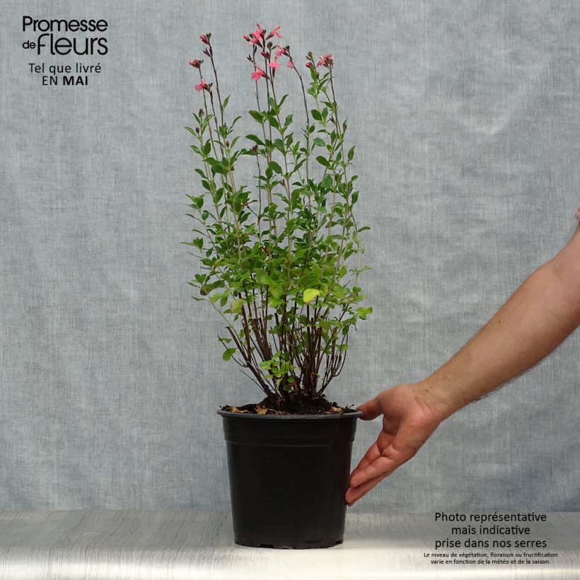 Spécimen de Sauge arbustive Pluenn - Salvia jamensis Pot de 4L/5L tel que livré au printemps