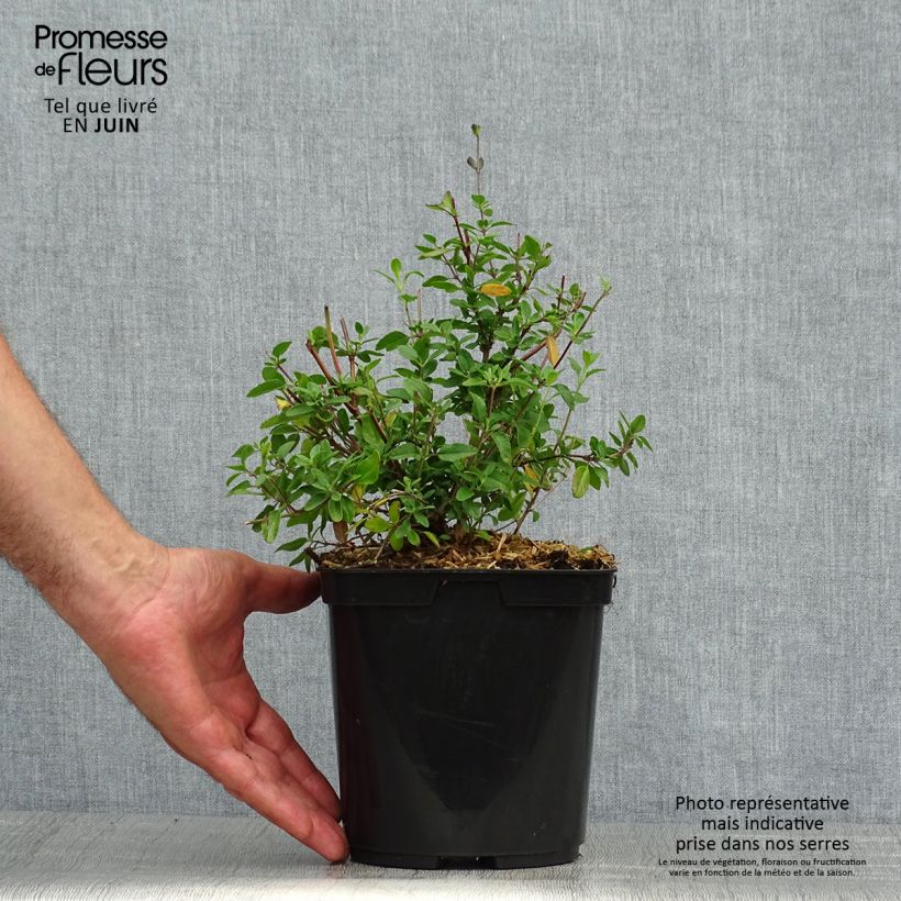 Spécimen de Sauge arbustive Reve Rouge - Salvia jamensis Pot de 2L/3L tel que livré en été
