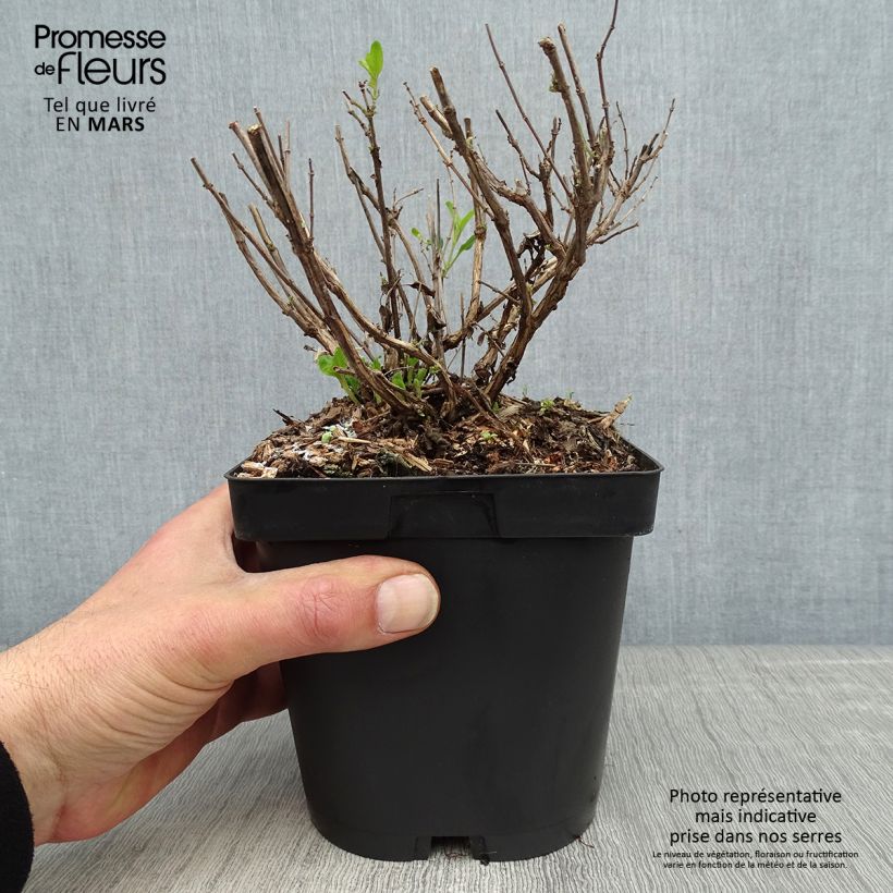 Spécimen de Sauge arbustive Reve Rouge - Salvia jamensis Pot de 2L/3L tel que livré au printemps
