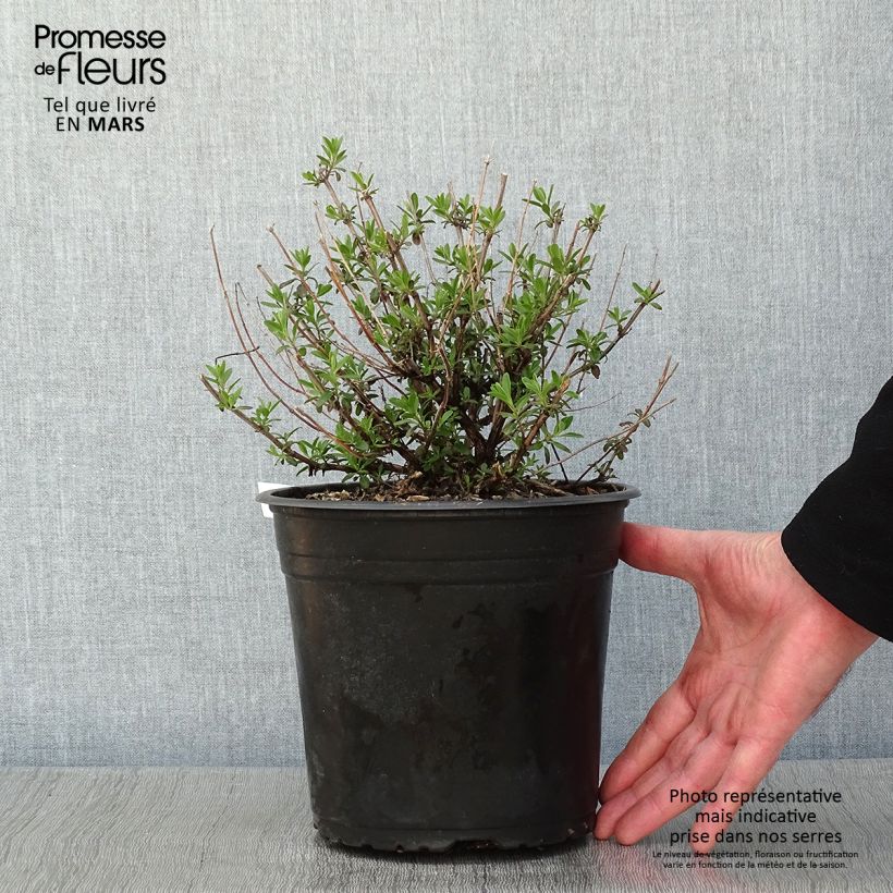 Spécimen de Sauge arbustive Reve Rouge - Salvia jamensis Pot de 4L/5L tel que livré en hiver