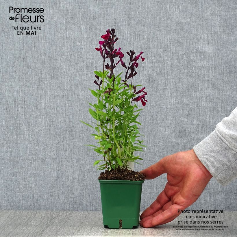 Spécimen de Sauge arbustive - Salvia greggii Mirage Burgundy Godet de 8/9 cm tel que livré au printemps