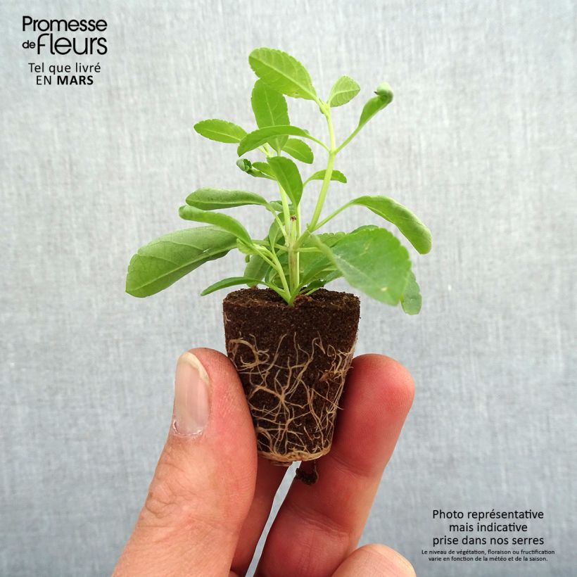 Spécimen de Sauge arbustive - Salvia greggii Mirage Violet - minimotte tel que livré au printemps